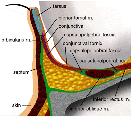 Lower Eyelid Cross Section