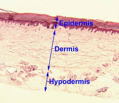 skin layers