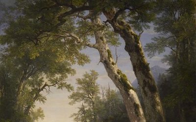 Healthgems No. 6 | Trees