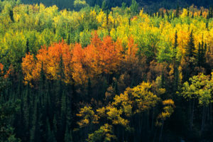 Fall Aspen Trees