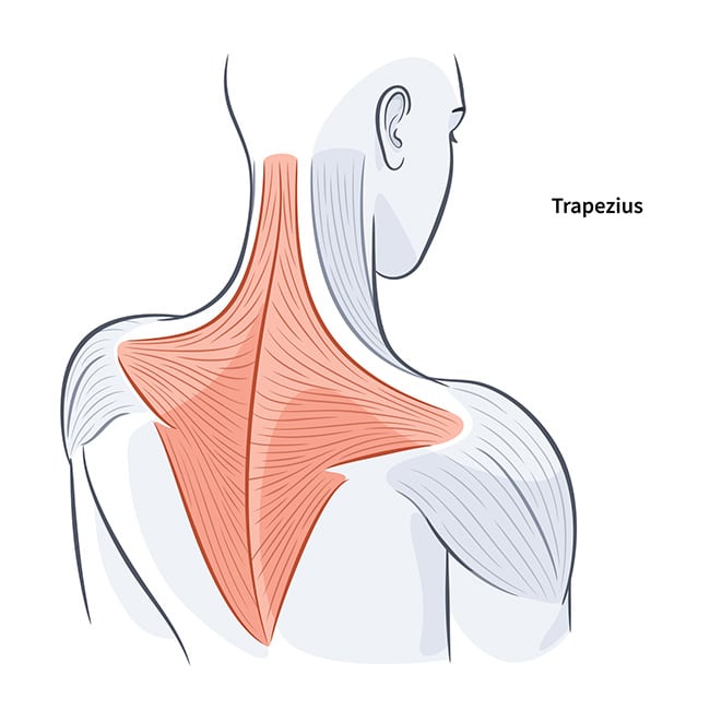 trapezius muscle